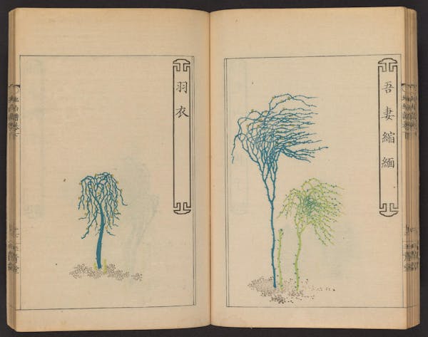 Double page spread showing illustrations from a Japanese book on whisk ferns