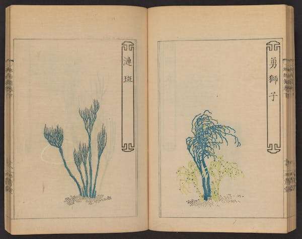 Double page spread showing illustrations from a Japanese book on whisk ferns