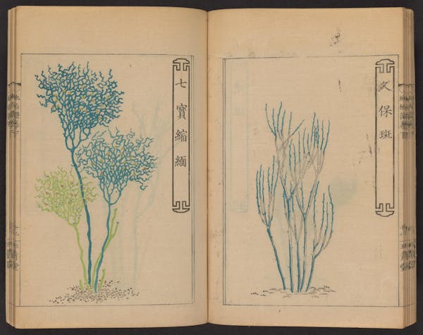 Double page spread showing illustrations from a Japanese book on whisk ferns