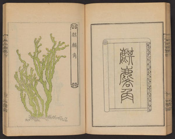 Double page spread showing illustrations from a Japanese book on whisk ferns