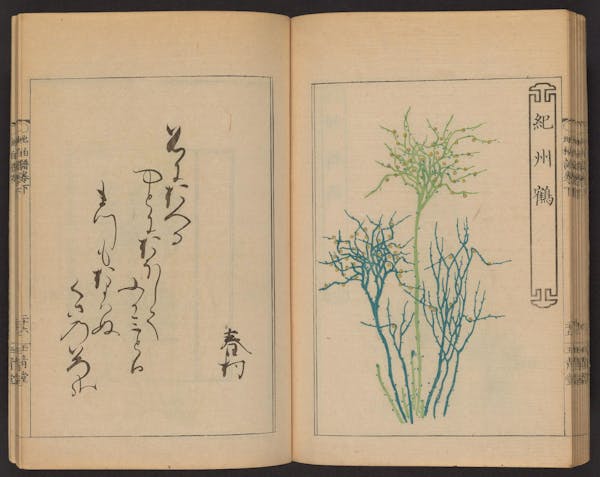 Double page spread showing illustrations from a Japanese book on whisk ferns