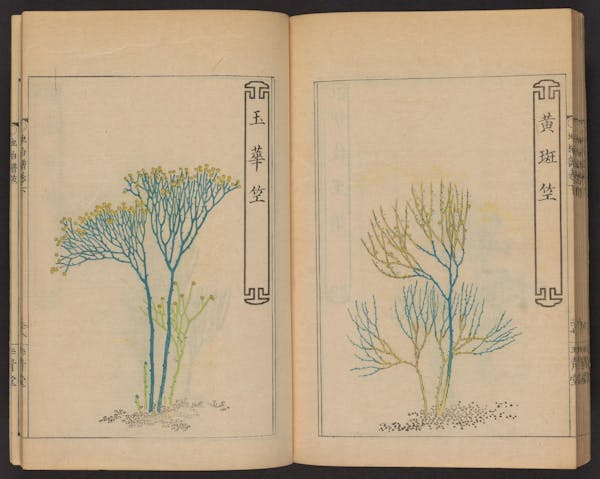 Double page spread showing illustrations from a Japanese book on whisk ferns