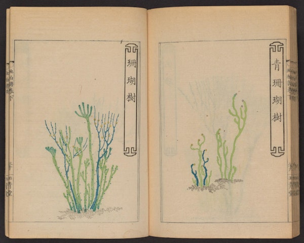 Double page spread showing illustrations from a Japanese book on whisk ferns