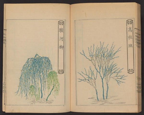 Double page spread showing illustrations from a Japanese book on whisk ferns