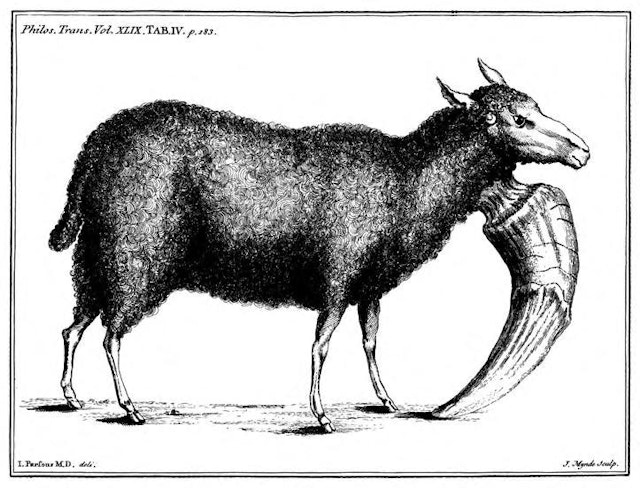 Some Account of a Sheep Having a Monstrous Horn Growing from His Throat (1755)
