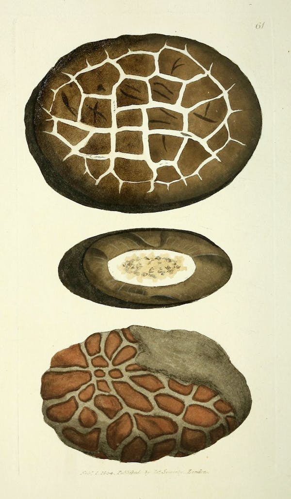 Illustration of minerals by Sowerby