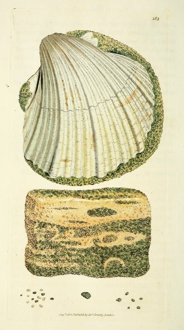 Illustration of minerals by Sowerby