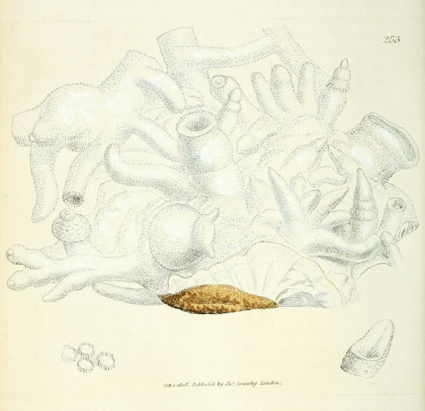 Illustration of minerals by Sowerby