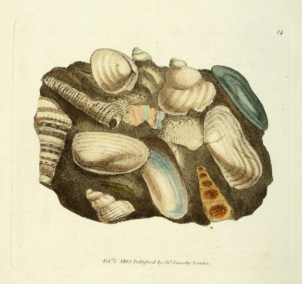 Illustration of minerals by Sowerby