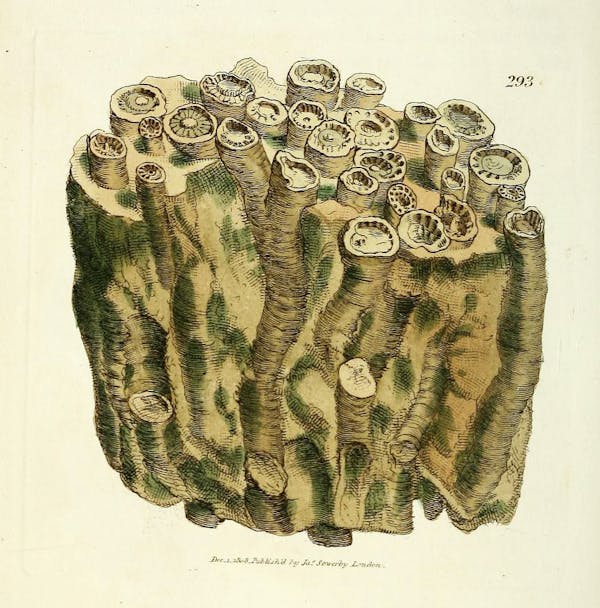 Illustration of minerals by Sowerby