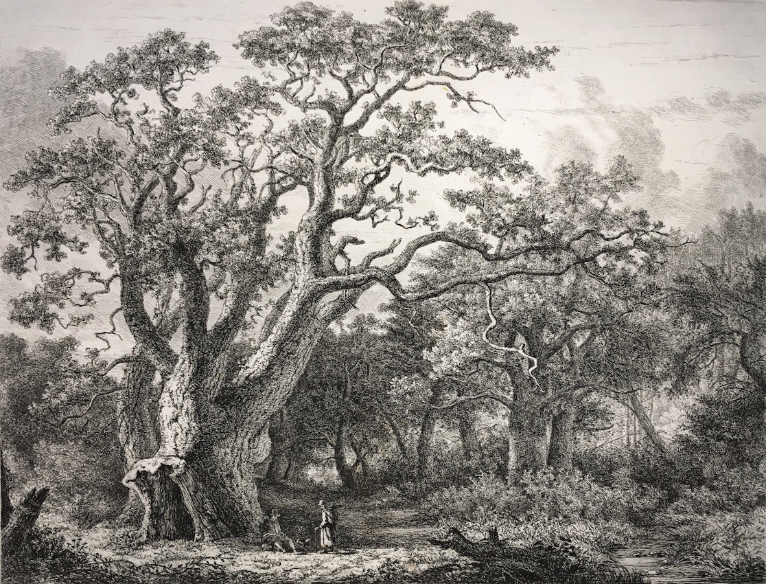 Engraving of the King Oak