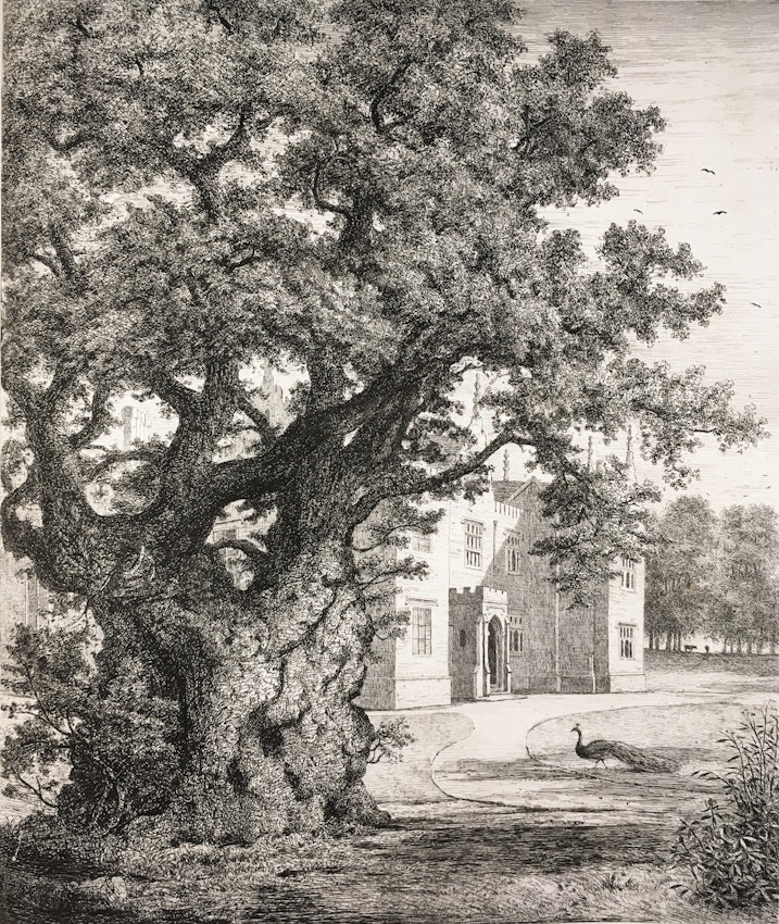 Engraving of the Ancient Elm