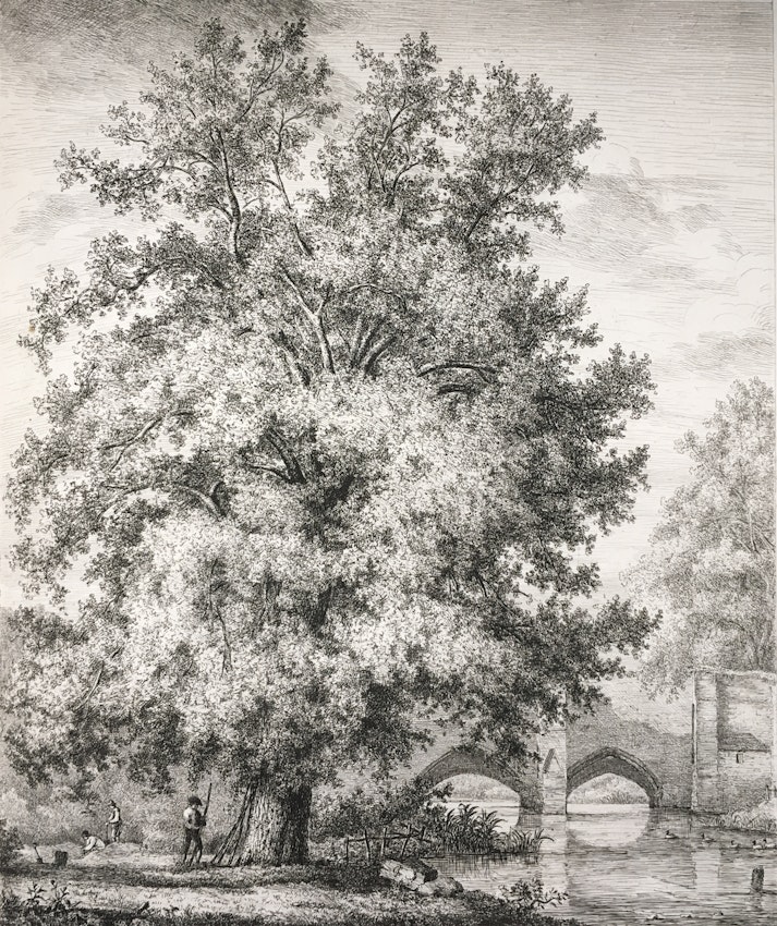 Engraving of the Black Poplar