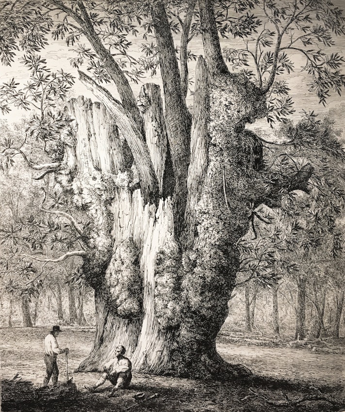 Engraving of the Four Sisters Chesnut