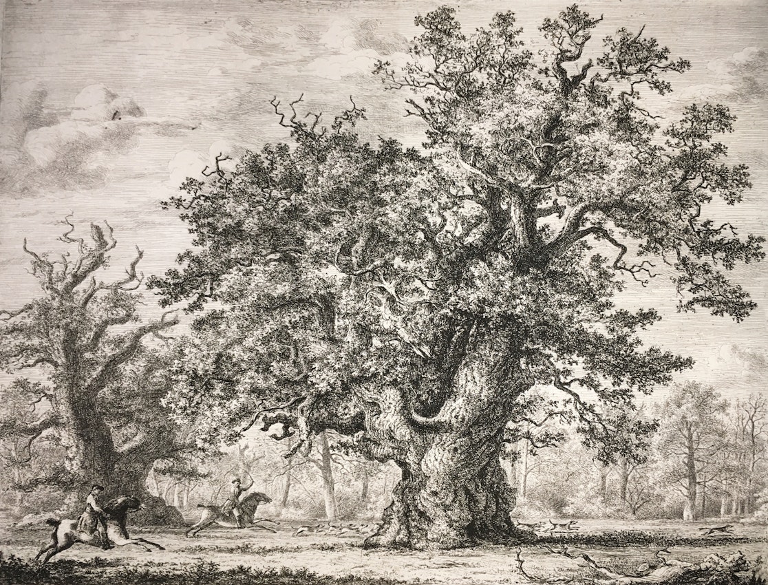 Engraving of Gog and Magog oaks