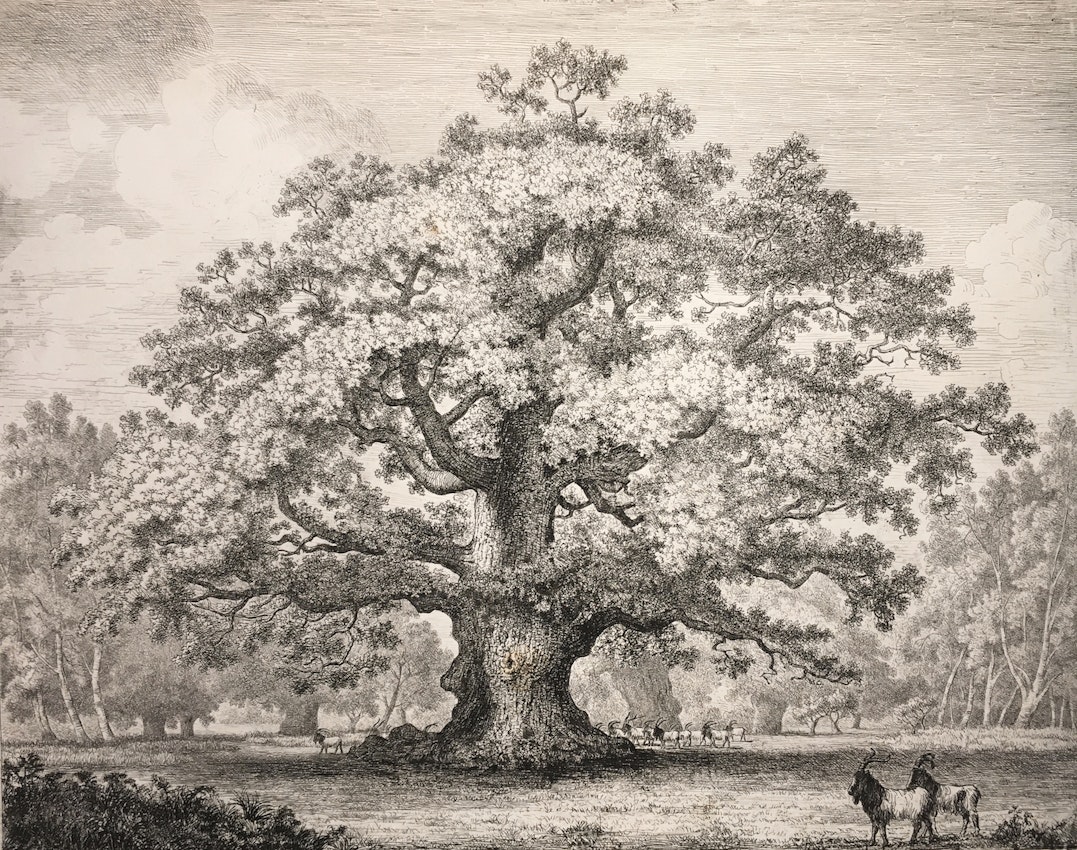 Engraving of the Beggar’s Oak