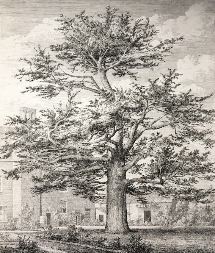 Engraving of the Cedar