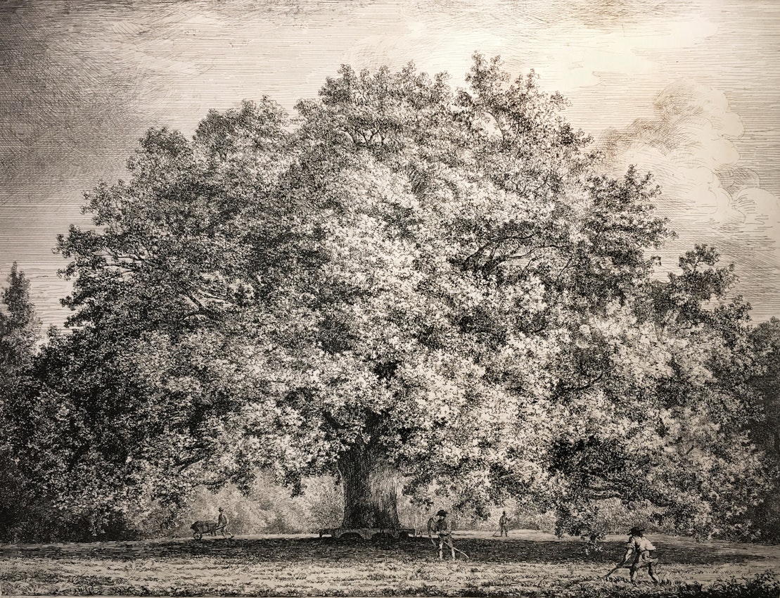 Engraving of the Chandos Oak