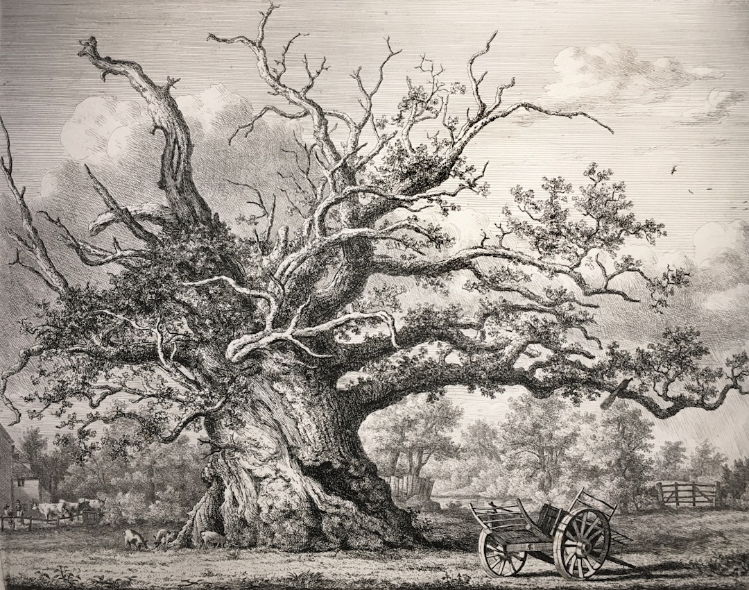 Engraving of the Cowthorpe Oak