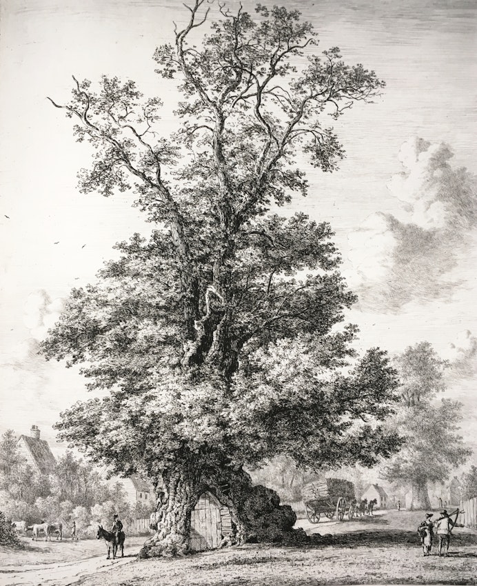 Engraving of the Crawley Elm