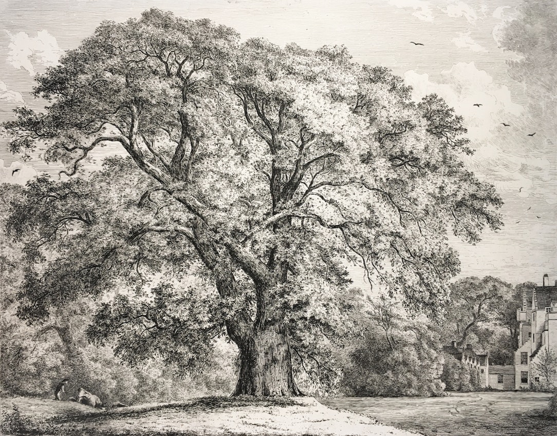 Engraving of the Great Ash