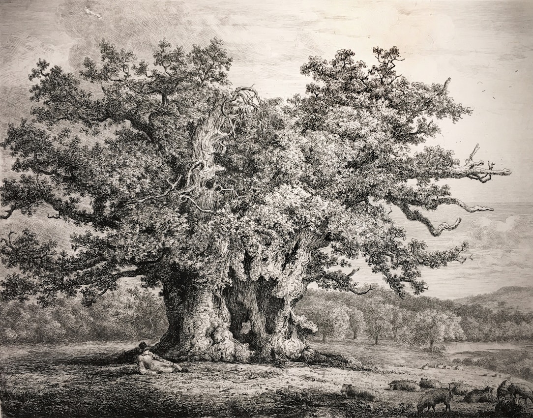 Engraving of the Great Oak