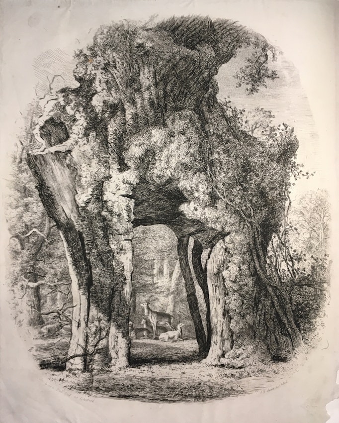 Engraving of the Greendale Oak