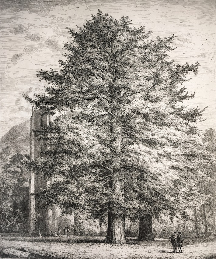 Engraving of the Larches