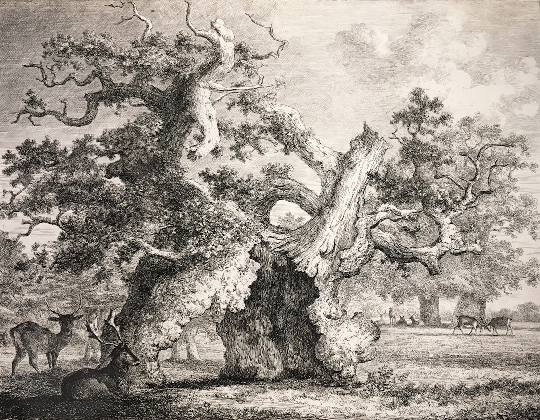 Engraving of the Salcey Forest Oak