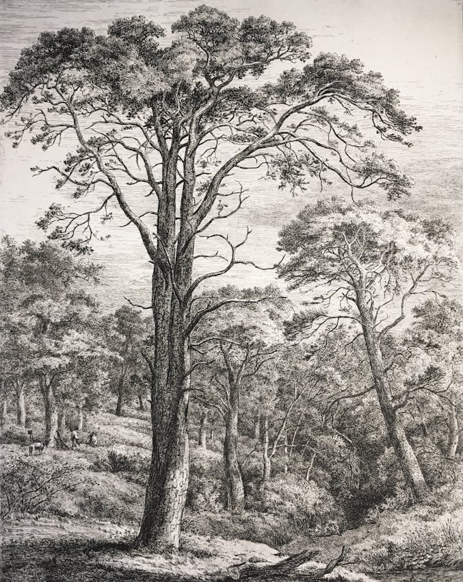 Engraving of the Scotch Fir