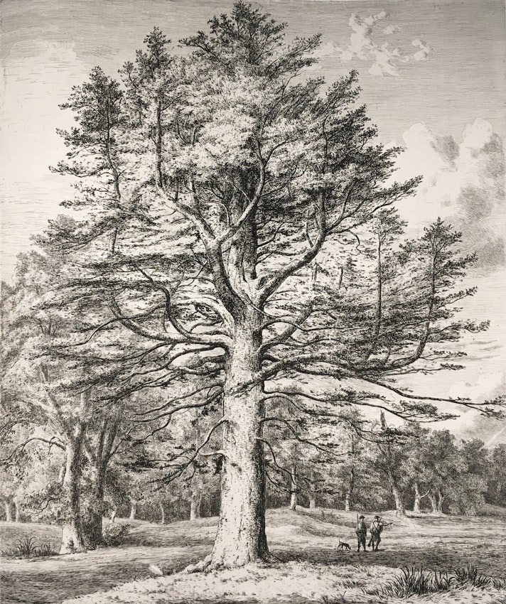 Engraving of the Silver Fir