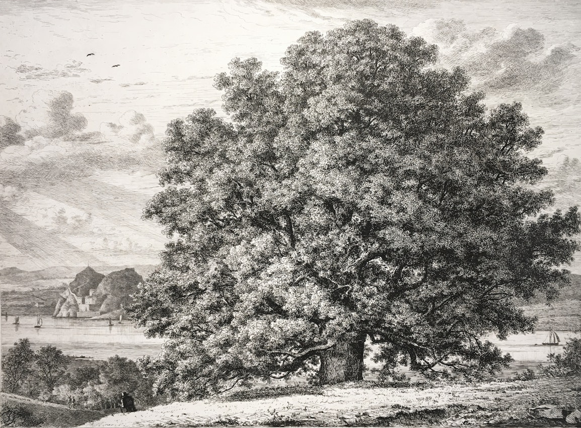Engraving of the Sycamore