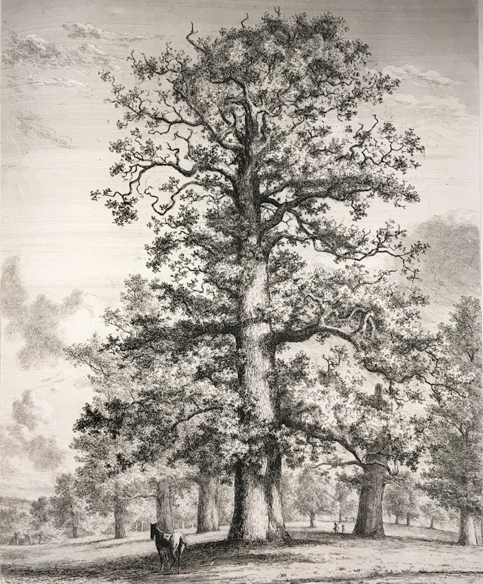Engraving of the Fredville Oaks