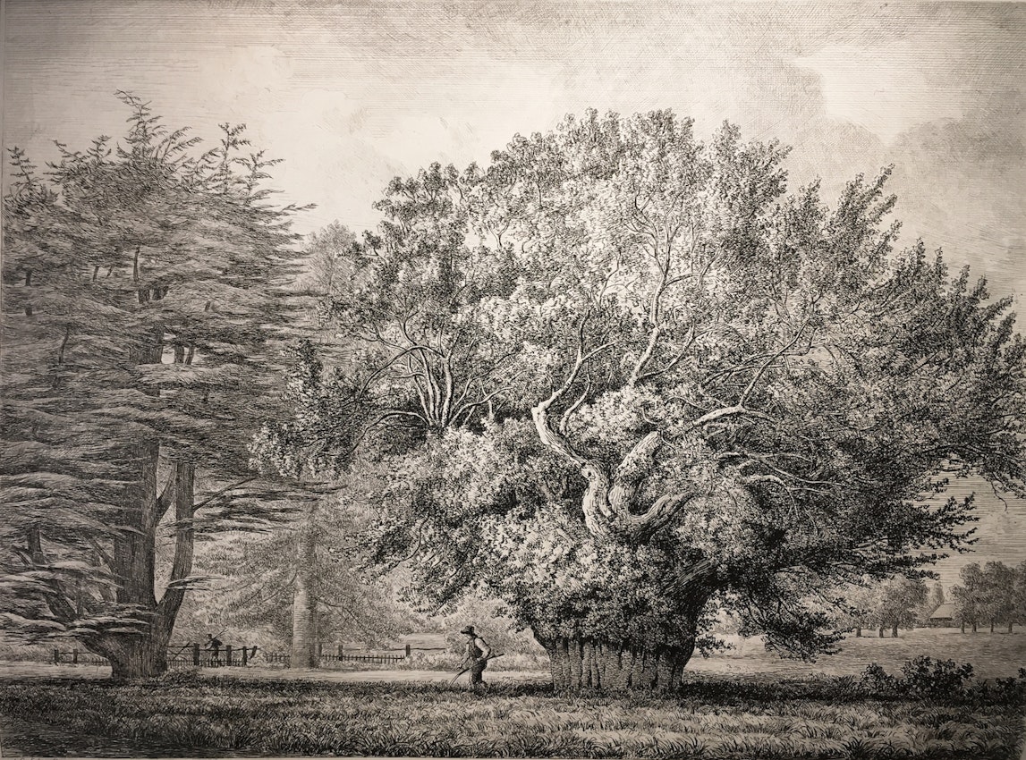 Engraving of the Yew Tree