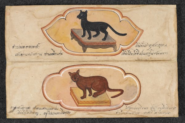 Manuscript illustration of cat