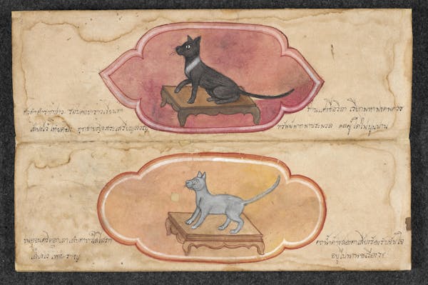 Manuscript illustration of cat
