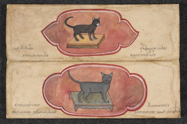 Manuscript illustration of cat