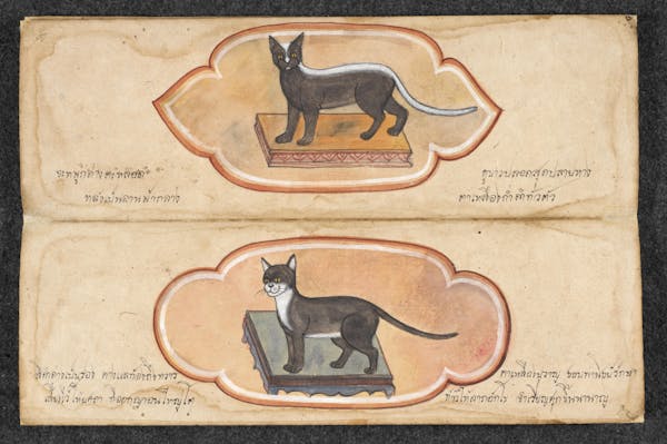 Manuscript illustration of cat
