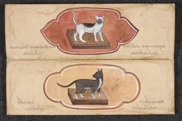 Manuscript illustration of cat