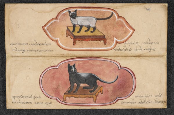 Manuscript illustration of cat