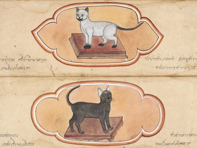 The Cat’s *Maew*: Thai Treatise on Auspicious Felines (19th Century)