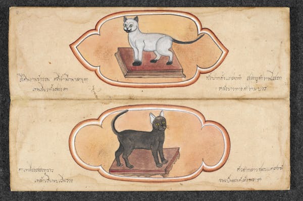 Manuscript illustration of cat