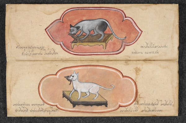 Manuscript illustration of cat