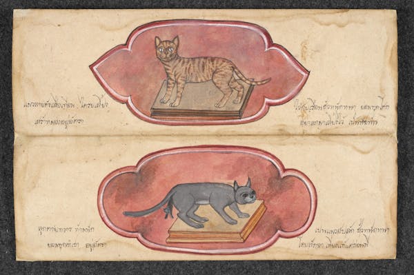 Manuscript illustration of cat