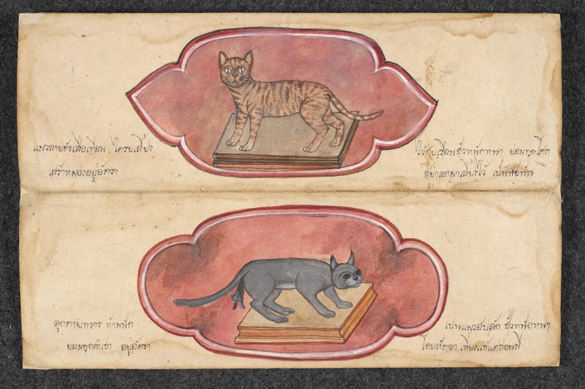 Manuscript illustration of cats
