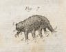 Among the Moss Piglets: The First Image of a Tardigrade (1773)