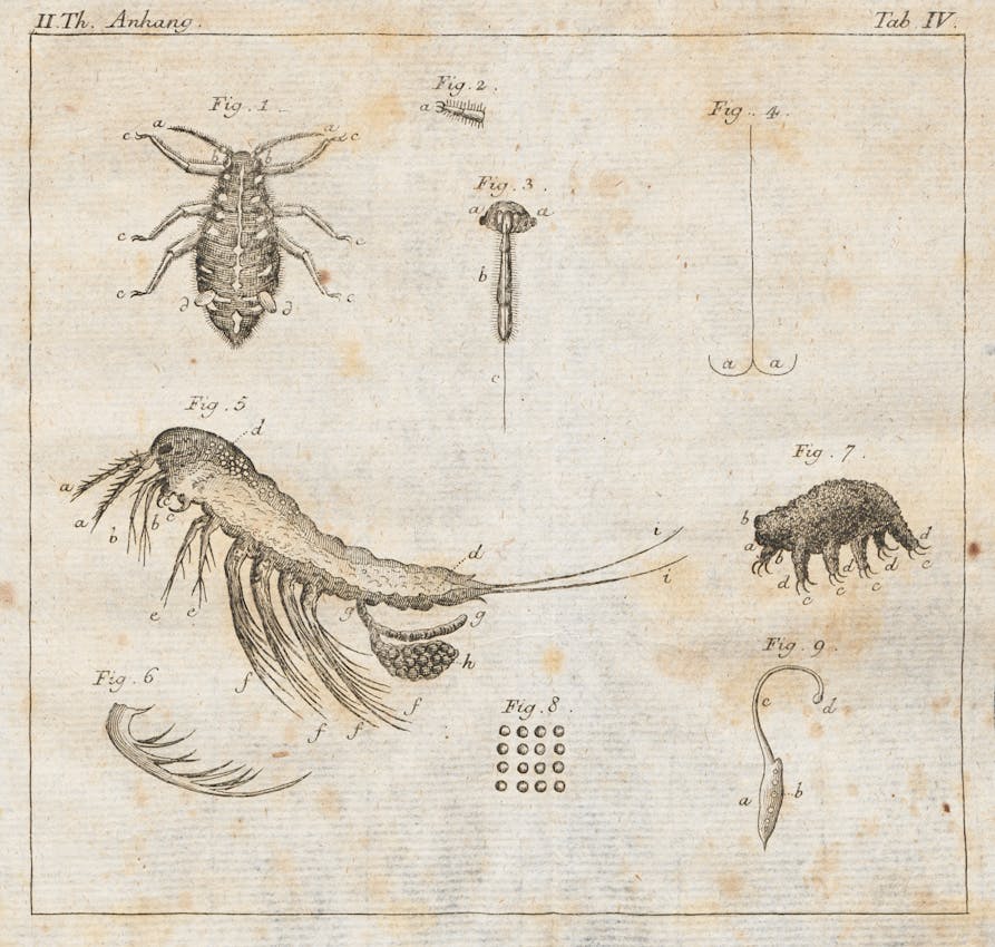 [Scientific illustration of a tardigrade