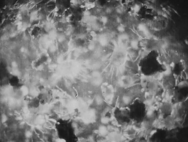Through the Magnifying Glass: *The Cheese Mites* (1903)