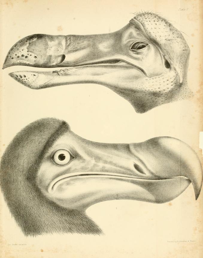 I de fleste tilfælde Saucer Deqenereret The Dodo and its Kindred (1848) – The Public Domain Review