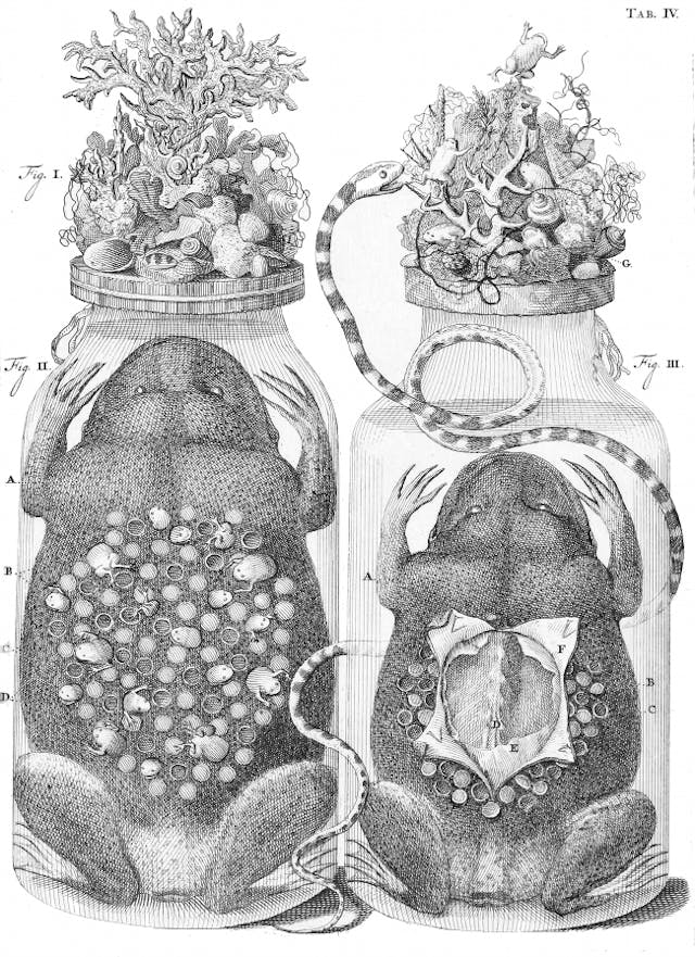 The Embalming Jars of Frederik Ruysch